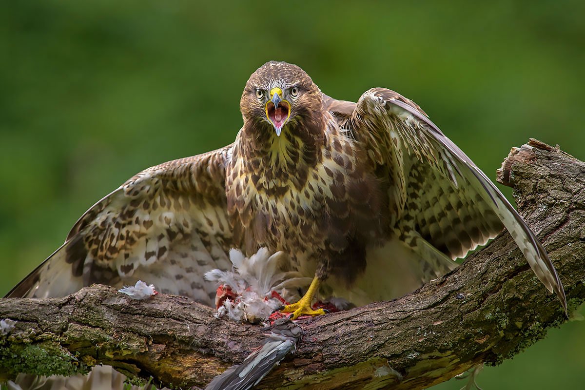 Wild common buzzard in flight, UK bird of prey photography hide