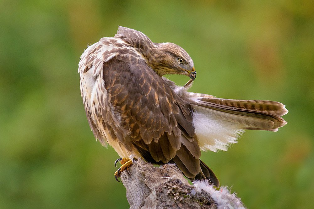 Wild Buzzard Hide wildlife photography