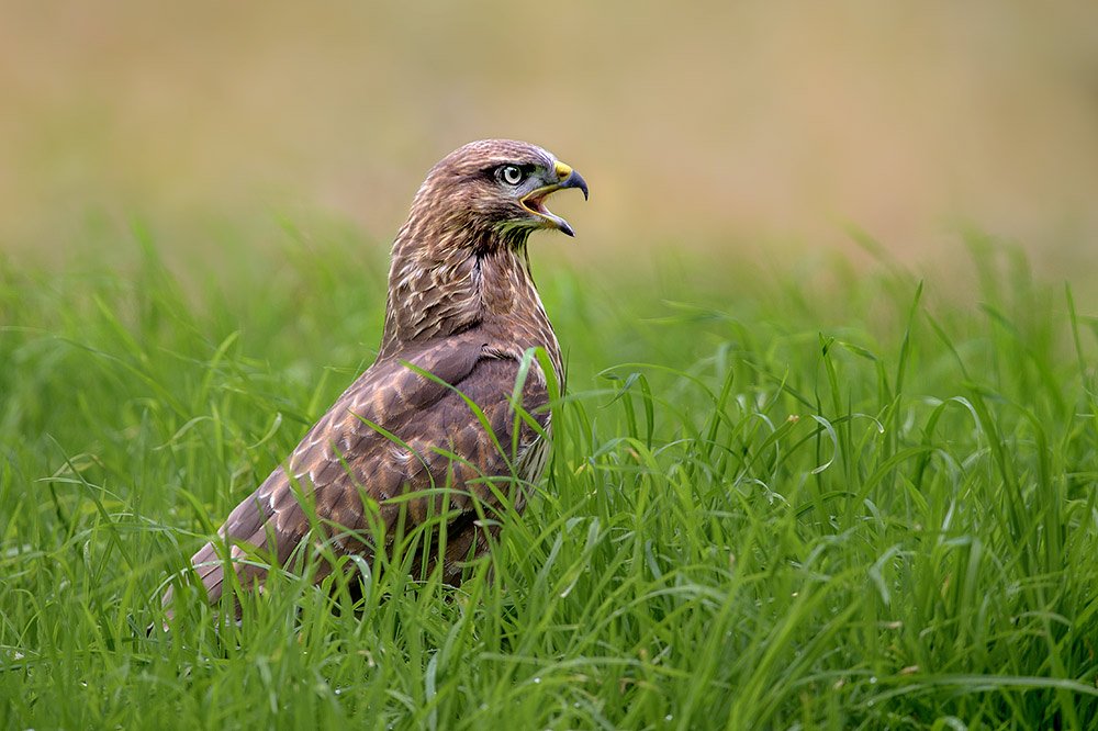 Wild Buzzard Hide wildlife photography