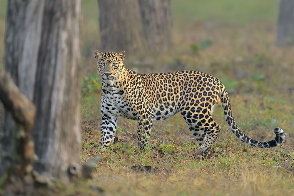 Big Cats of India wildlife photography