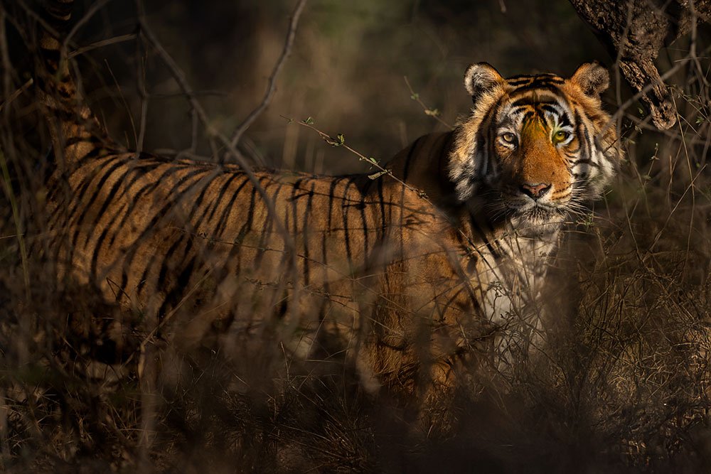 Big Cats of India wildlife photography