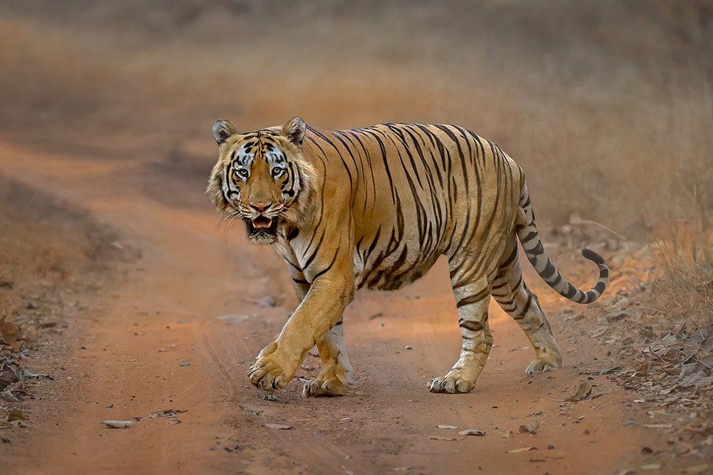Big Cats of India wildlife photography