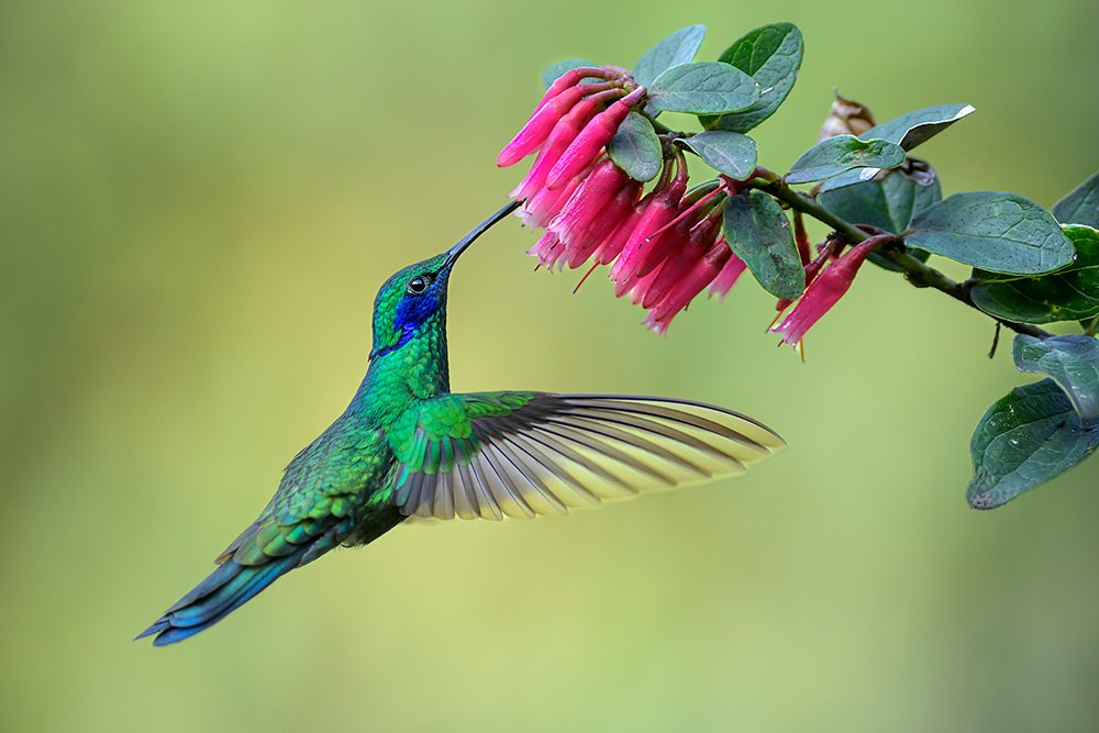 Wild & Colourful Ecuador wildlife photography