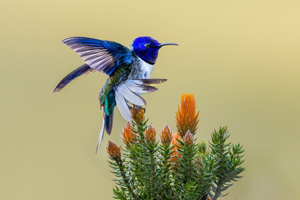 Wild & Colourful Ecuador wildlife photography