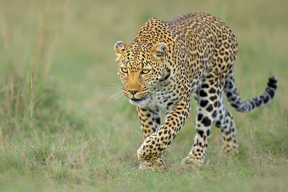Spectacles of Masai Mara wildlife photography
