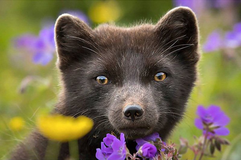 Bespoke wildlife photography