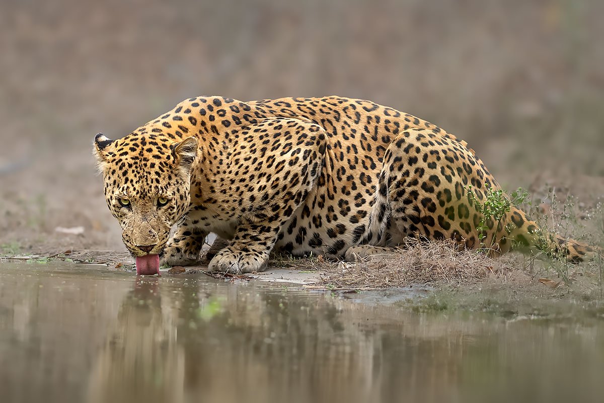 Indian leopard in Rajasthan, big cat wildlife photography tour
