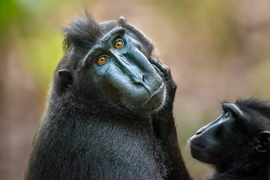 Bespoke wildlife photography