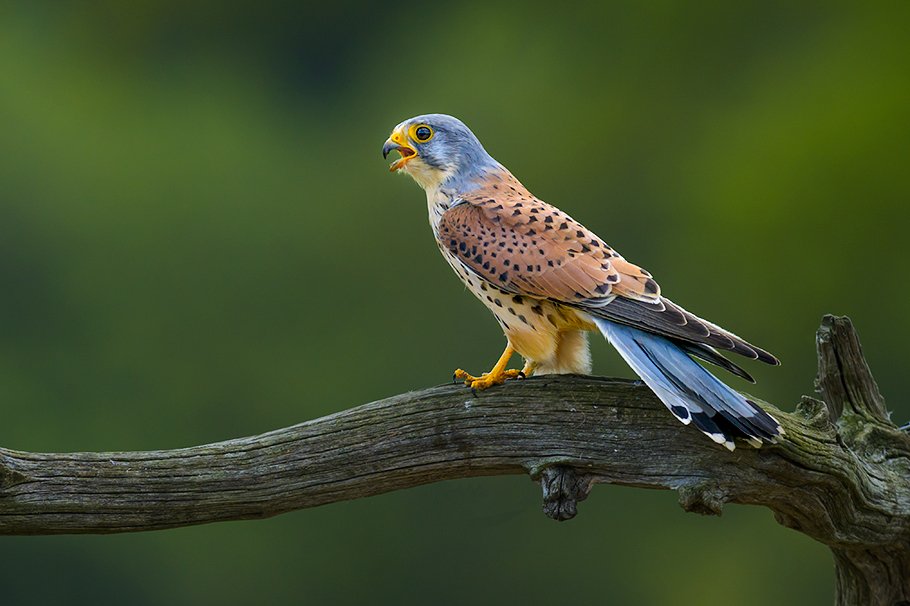 Wild kestrel hovering, UK bird hide photography workshop in Leicestershire