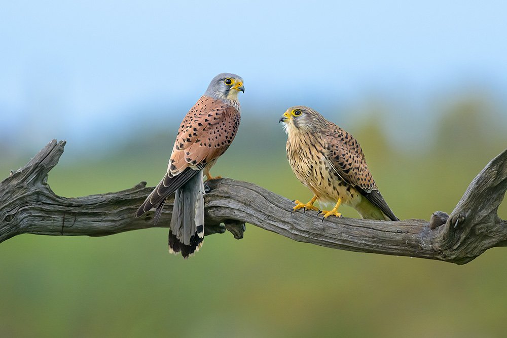 Wild Kestrel Hide wildlife photography
