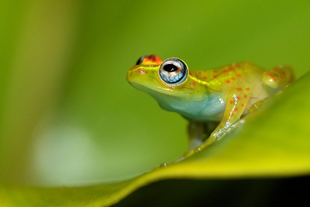 Madagascar Endemic Wildlife wildlife photography