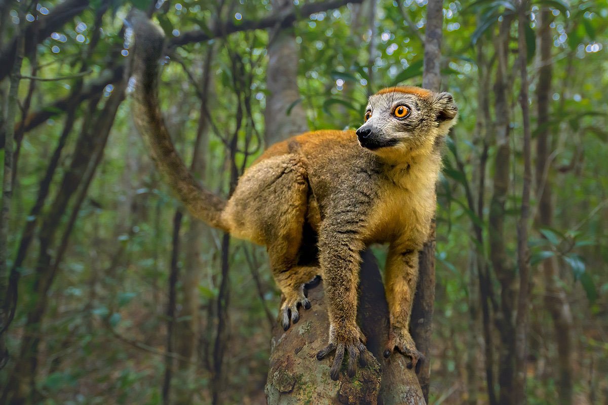 Ring-tailed lemur in Madagascar, endemic wildlife photography tour