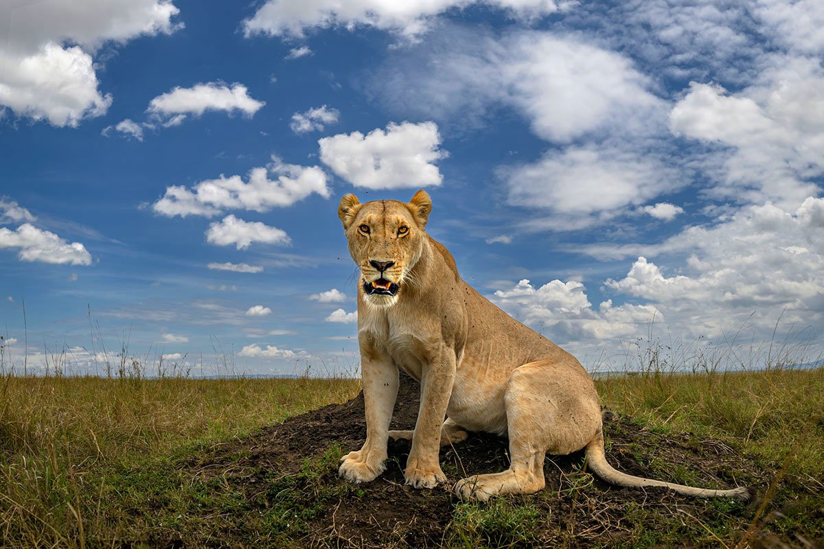 Lion on the Masai Mara savannah, Kenya small-group photography safari