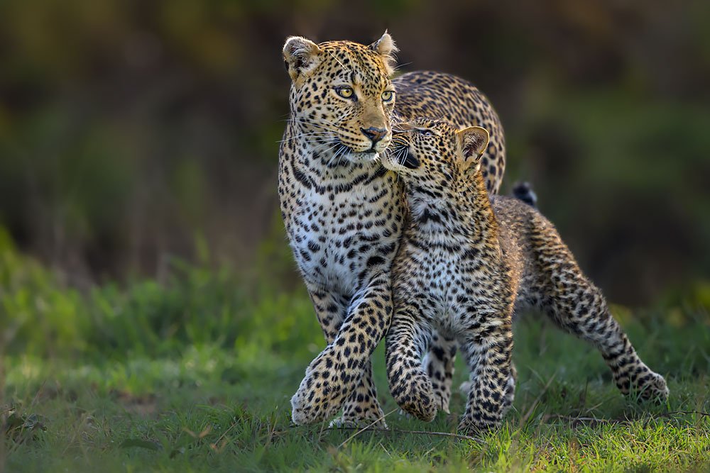 Magical Masai Mara wildlife photography