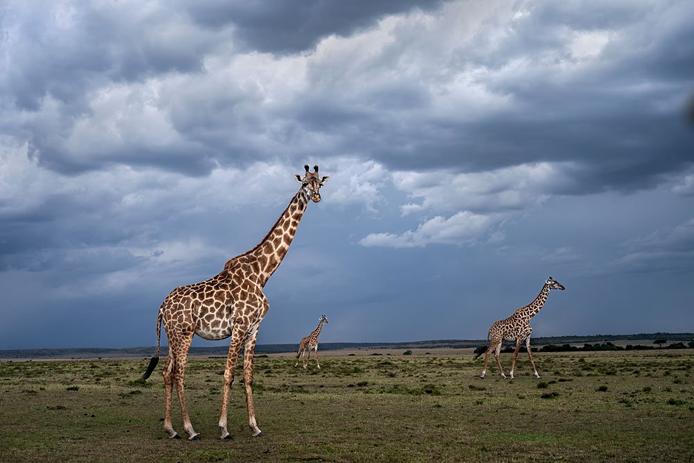 Magical Masai Mara wildlife photography
