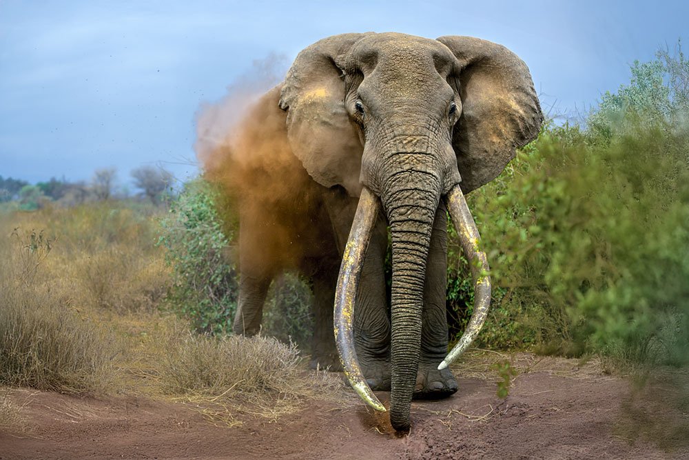 Magical Masai Mara wildlife photography