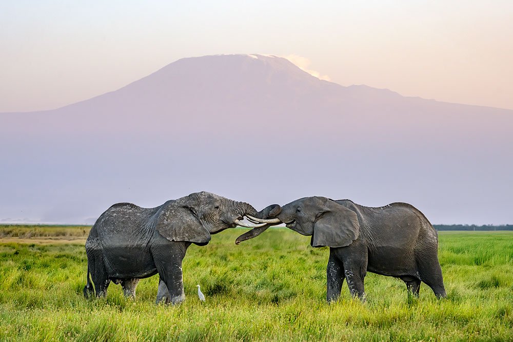 Magical Masai Mara wildlife photography