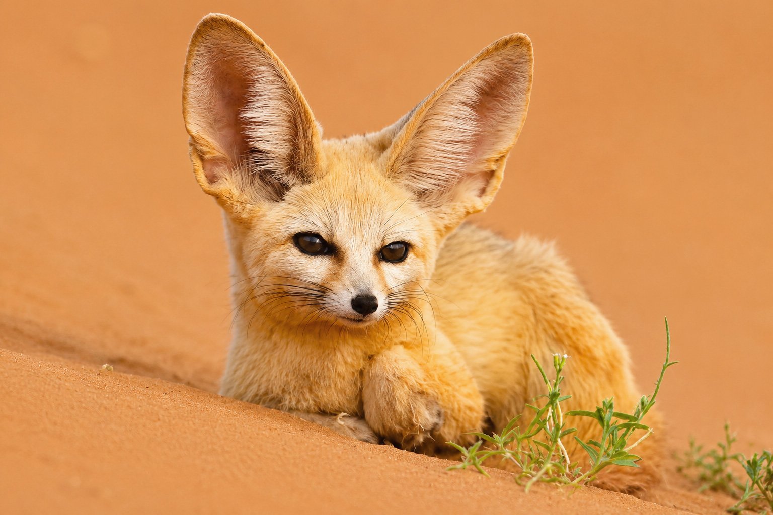 Fennec fox in the Sahara desert dunes of Morocco, wildlife photography tour
