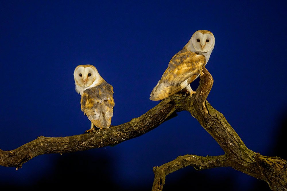 Wild Barn Owl Hide wildlife photography