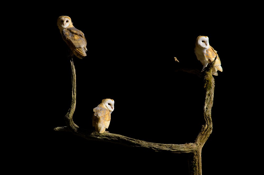 Wild Barn Owl Hide wildlife photography
