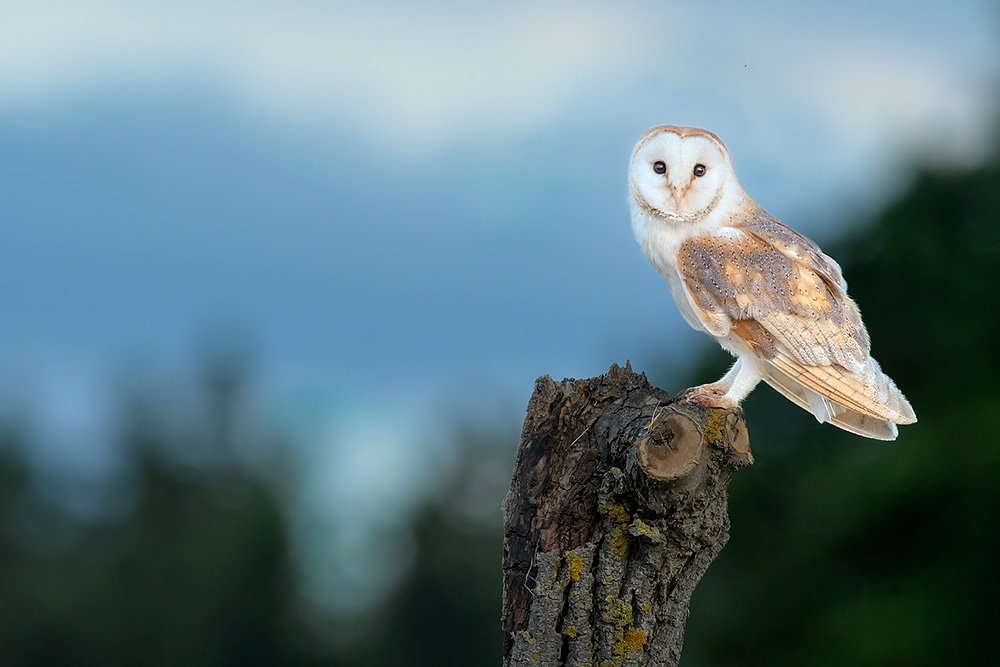 Wild Barn Owl Hide wildlife photography