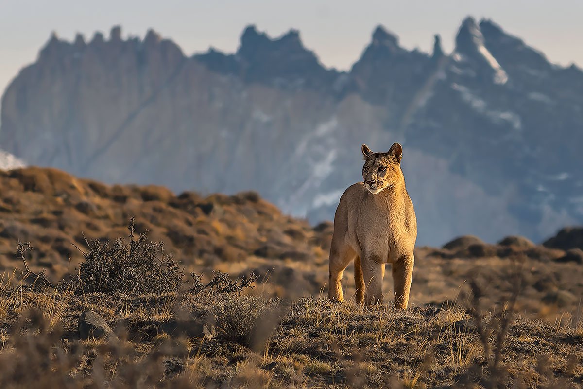 Wild puma beneath Torres del Paine, Patagonia wildlife photography tour