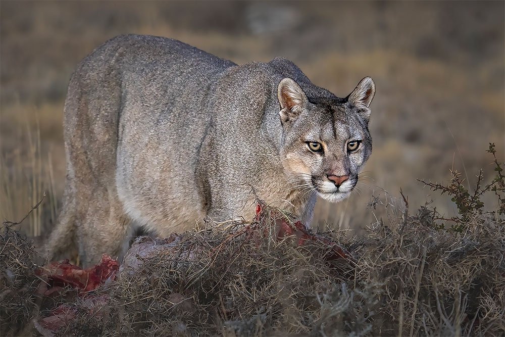 Patagonia Untamed wildlife photography