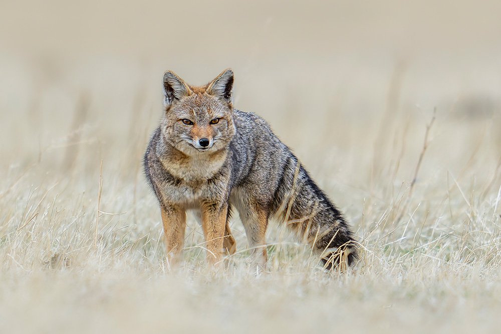 Patagonia Untamed wildlife photography