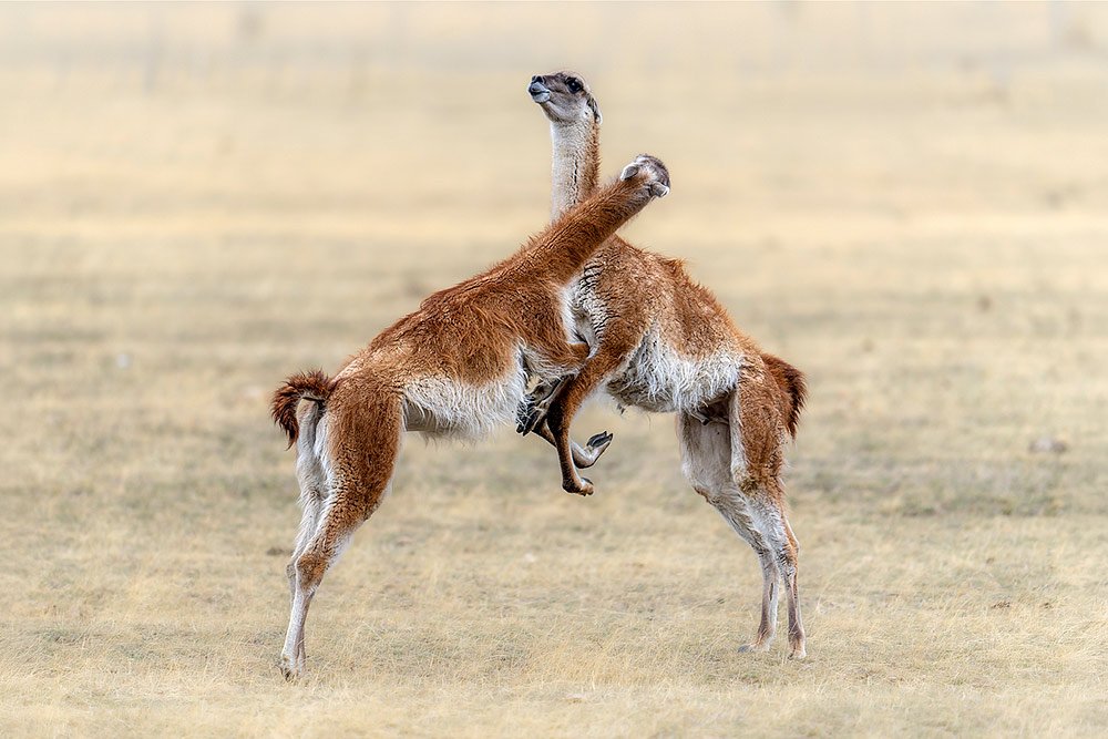 Patagonia Untamed wildlife photography