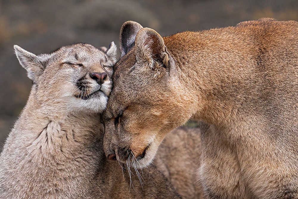 Patagonia Untamed wildlife photography