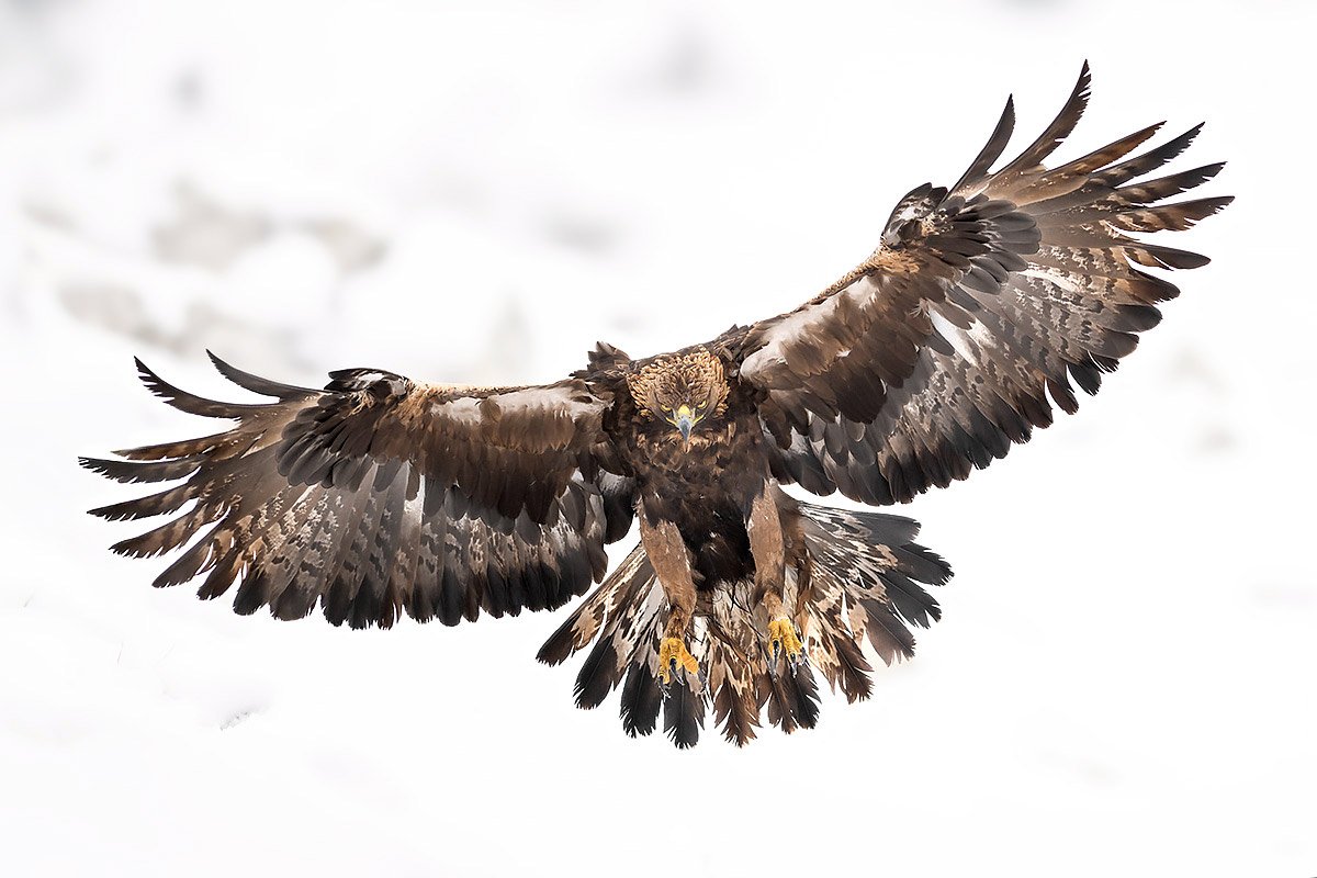 Golden eagle over Spain's raptor country, wildlife photography tour