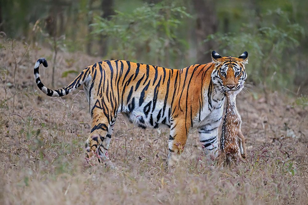 Tigers of Three Realms wildlife photography
