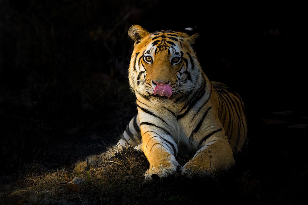 Tigers of Three Realms wildlife photography
