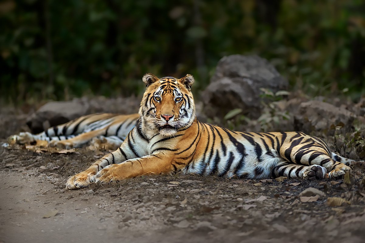 Bengal tiger in an Indian reserve, wildlife photography tour of India